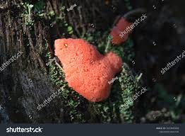 Attēlu rezultāti vaicājumam “Tubifera ferruginosa (subsp. ferruginosa)”