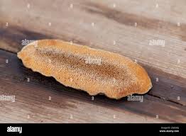 Attēlu rezultāti vaicājumam “Dichomitus campestris”