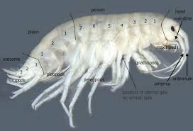 Attēlu rezultāti vaicājumam “Amphipoda”