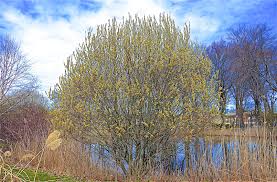 Attēlu rezultāti vaicājumam “Salix caprea”