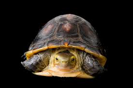 Attēlu rezultāti vaicājumam “Tortula lingulata macro”