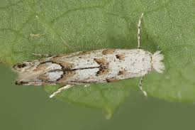 Attēlu rezultāti vaicājumam “Phyllonorycter apparella”