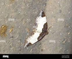 Attēlu rezultāti vaicājumam “Mesoleuca albicillata”