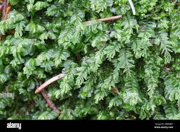 Attēlu rezultāti vaicājumam “Plagiochila porelloides”