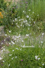 Attēlu rezultāti vaicājumam “Anthericum ramosum”