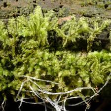 Attēlu rezultāti vaicājumam “Lophocolea minor macro”