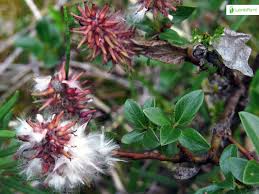 Attēlu rezultāti vaicājumam “Salix myrsinifolia male flower”