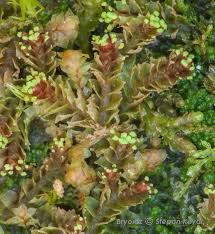 Attēlu rezultāti vaicājumam “Lophozia longiflora”