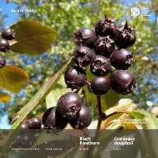 Attēlu rezultāti vaicājumam “Crataegus douglasii”