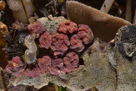 Attēlu rezultāti vaicājumam “Myxarium nucleatum”