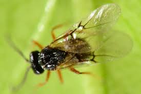 Attēlu rezultāti vaicājumam “Diastrophus rubi”