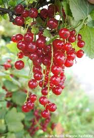 Attēlu rezultāti vaicājumam “Ribes rubrum fruit”