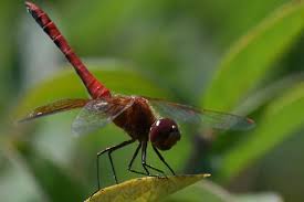 Attēlu rezultāti vaicājumam “Sympetrum”