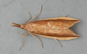 Attēlu rezultāti vaicājumam “Donacaula mucronella”