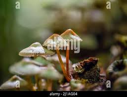 Attēlu rezultāti vaicājumam “Mycena zephirus”