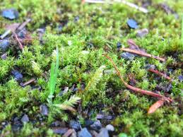 Attēlu rezultāti vaicājumam “Calliergonella lindbergii”