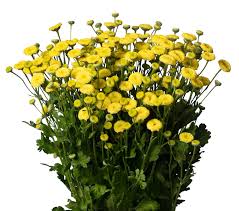 Image result for Tanacetum parthenium