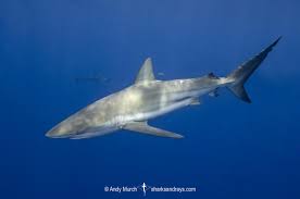 Image result for Carcharhinus obscurus