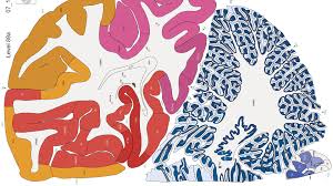 Image result for map of the brain