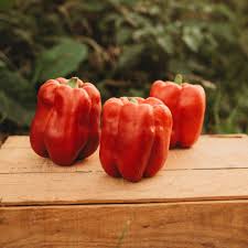 Afbeeldingsresultaat voor giant 3 sweet pepper
