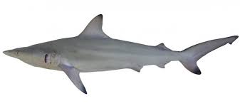 Image result for Carcharhinus melanopterus