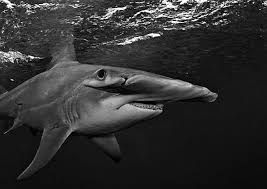 Image result for Sphyrna corona