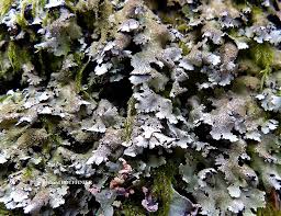 Attēlu rezultāti vaicājumam “Hypotrachyna sp.”