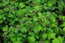 Attēlu rezultāti vaicājumam “Geum rivale fruit”