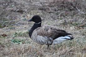 Attēlu rezultāti vaicājumam “Branta bernicla adult”