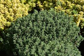 Image result for Thymian
