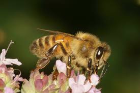 Attēlu rezultāti vaicājumam “Apis mellifera”