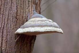 Attēlu rezultāti vaicājumam “Inonotus obliquus”