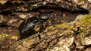 Attēlu rezultāti vaicājumam “Gnorimus variabilis”