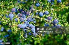 Attēlu rezultāti vaicājumam “Prunus spinosa”