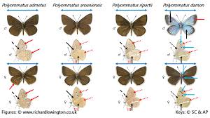 Attēlu rezultāti vaicājumam “Agrodiaetus damon underside”
