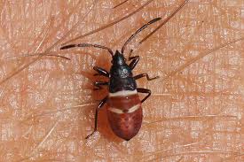 Attēlu rezultāti vaicājumam “Gastrodes grossipes”