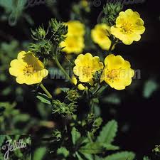 Image result for Potentilla recta