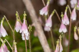 Attēlu rezultāti vaicājumam “Linnaea borealis flower”