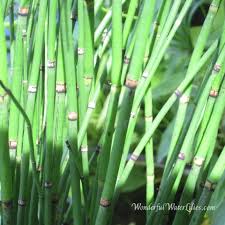 Attēlu rezultāti vaicājumam “Equisetum hyemale”