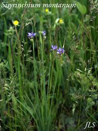 Attēlu rezultāti vaicājumam “Sisyrinchium montanum”