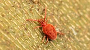 Attēlu rezultāti vaicājumam “Trombidiidae”