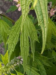 Image result for Leonurus cardiaca