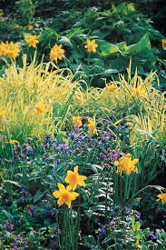 Attēlu rezultāti vaicājumam “Milium effusum flower”