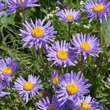 Image result for Aster alpinus