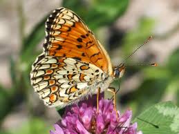 Attēlu rezultāti vaicājumam “Melitaea phoebe underside”