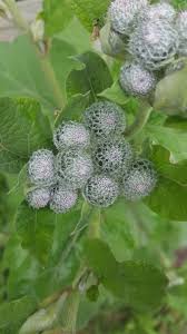 Attēlu rezultāti vaicājumam “Arctium tomentosum”