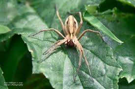 Attēlu rezultāti vaicājumam “Pisaura mirabilis female”