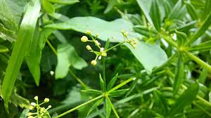 Attēlu rezultāti vaicājumam “Galium rivale flower”