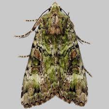 Attēlu rezultāti vaicājumam “Anaplectoides prasina”