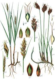 Attēlu rezultāti vaicājumam “Blysmus compressus flower”